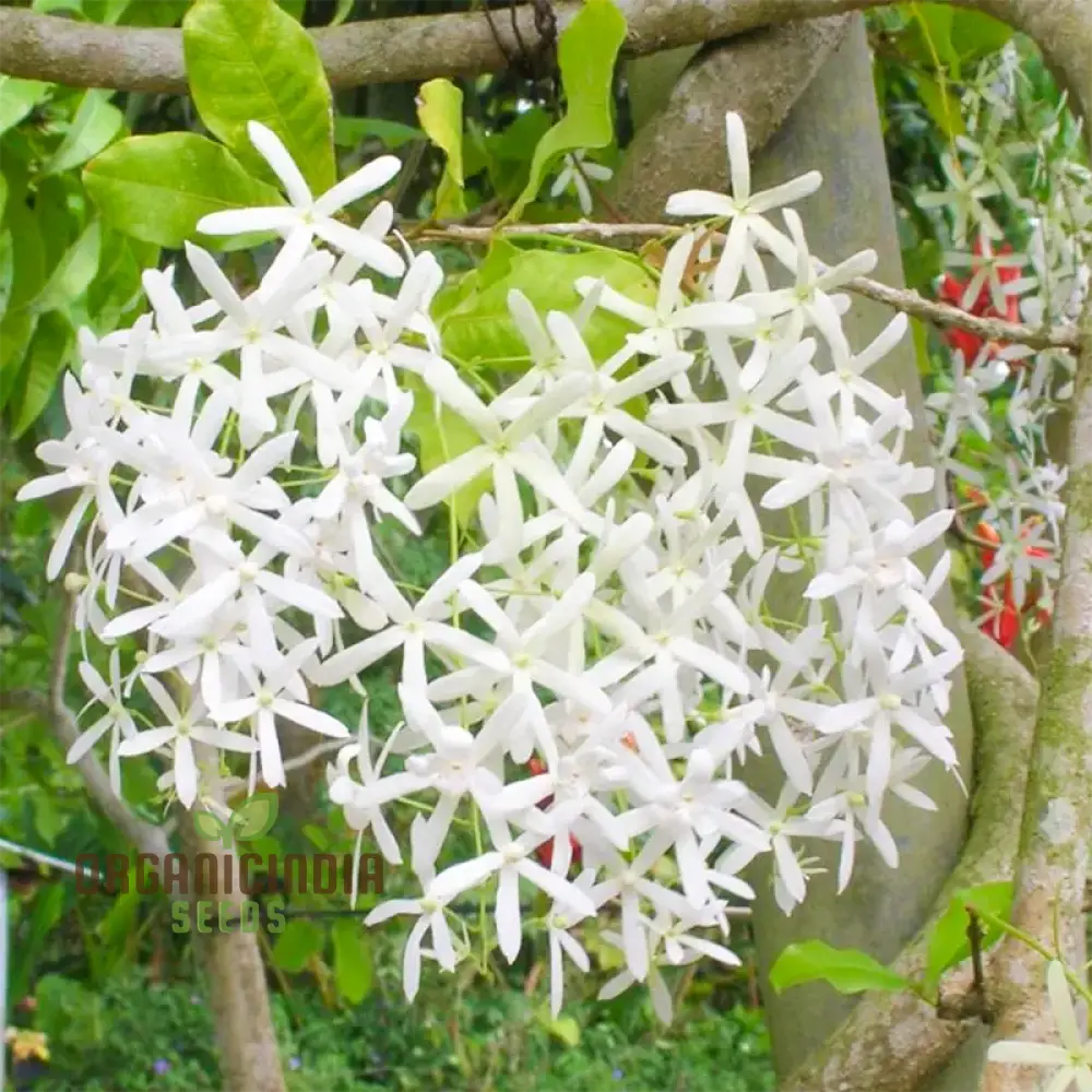 Petrea Volubilis Seeds - Exquisite Climbing Vine For Your Garden | Gardening