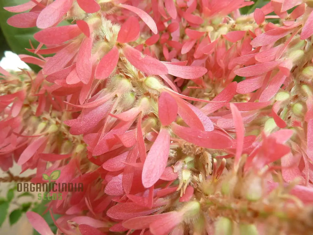 Petrea Volubilis Seeds - Exquisite Pink Flowering Vine For Your Garden | Rare Gardening