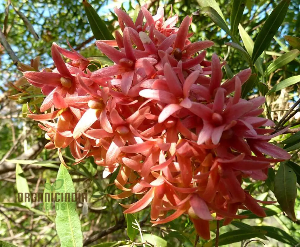 Petrea Volubilis Seeds - Exquisite Pink Flowering Vine For Your Garden | Rare Gardening