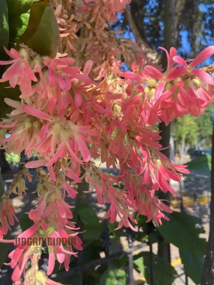 Petrea Volubilis Seeds - Exquisite Pink Flowering Vine For Your Garden | Rare Gardening