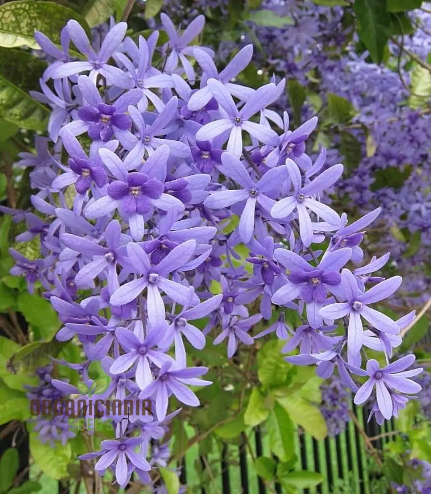 Petrea Volubilis Seeds - Exquisite Purple Flowering Vine For Your Garden | Rare Gardening