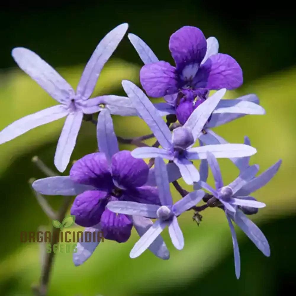 Petrea Volubilis Seeds - Exquisite Purple Flowering Vine For Your Garden | Rare Gardening