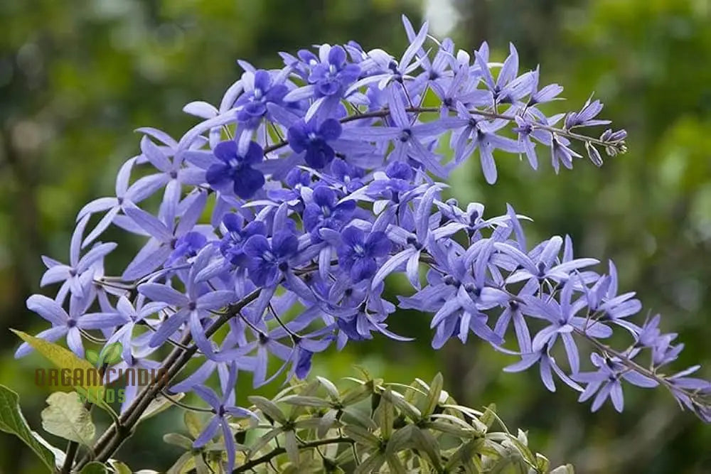 Petrea Volubilis Seeds - Exquisite Purple Flowering Vine For Your Garden | Rare Gardening