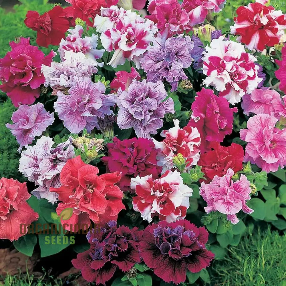 Petunia Bonanza Mixed F1 Seeds - Grow A Dazzling Array Of Colors With Petunias In Your Garden