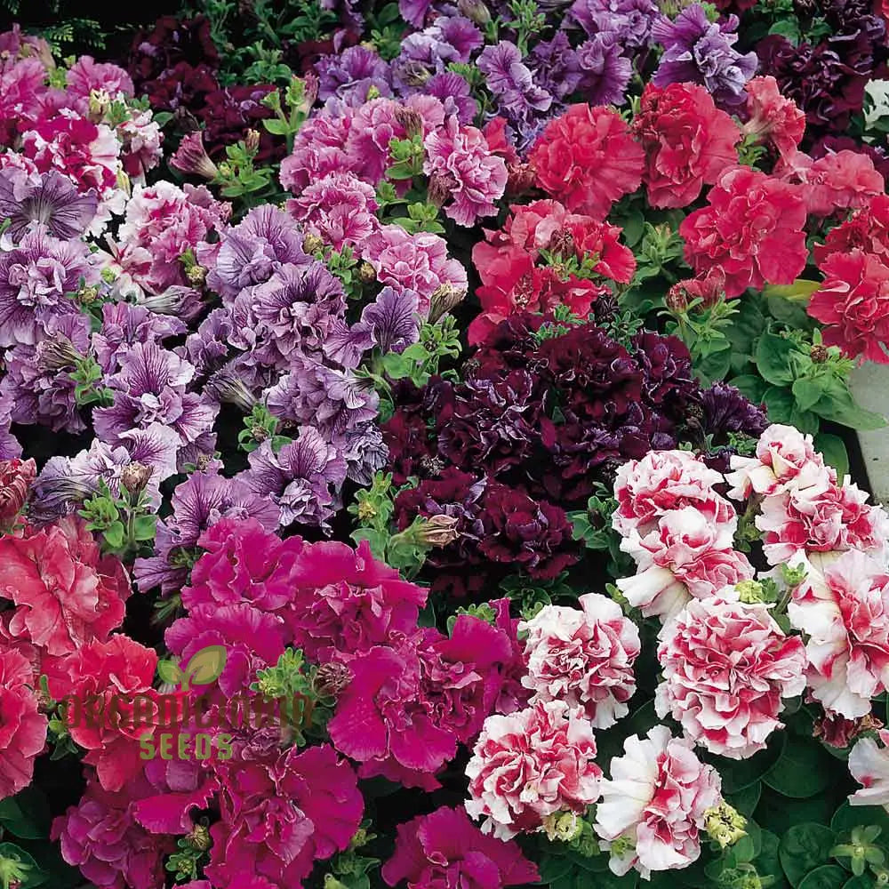 Petunia Bonanza Mixed F1 Seeds - Grow A Dazzling Array Of Colors With Petunias In Your Garden