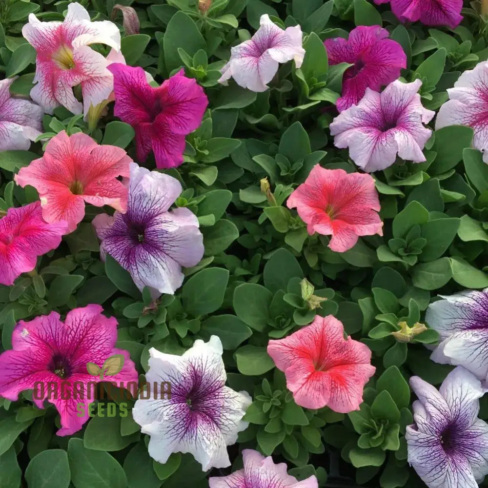 Petunia Daddy Mixed F1 Seeds - Grow Vibrant And Stunning Petunias With Variety In Your Garden