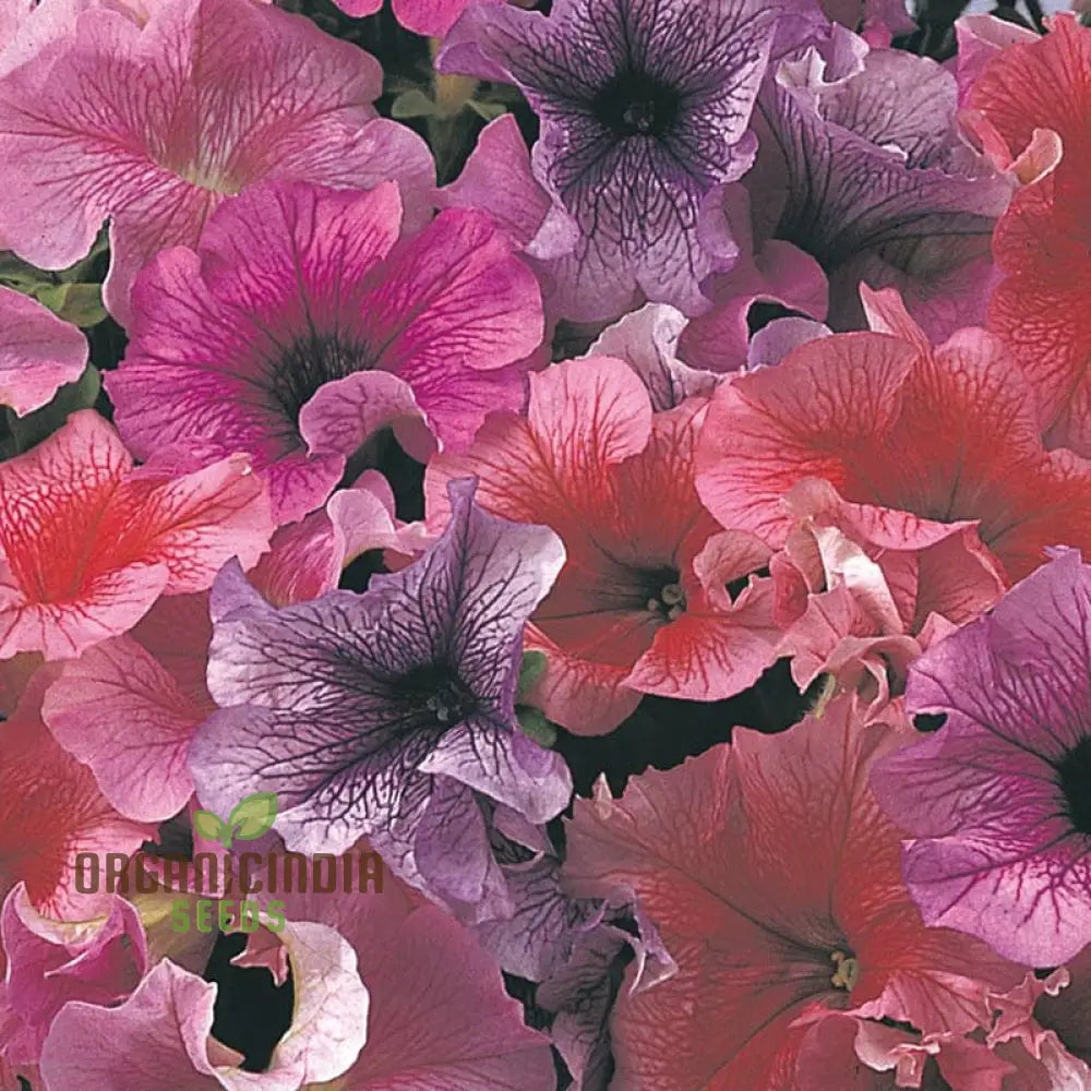 Petunia Daddy Mixed F1 Seeds - Grow Vibrant And Stunning Petunias With Variety In Your Garden