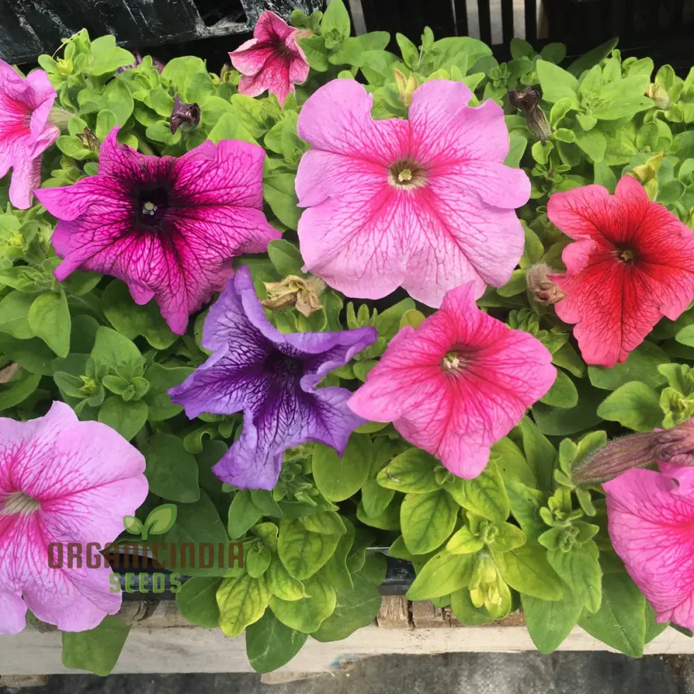 Petunia Daddy Mixed F1 Seeds - Grow Vibrant And Stunning Petunias With Variety In Your Garden