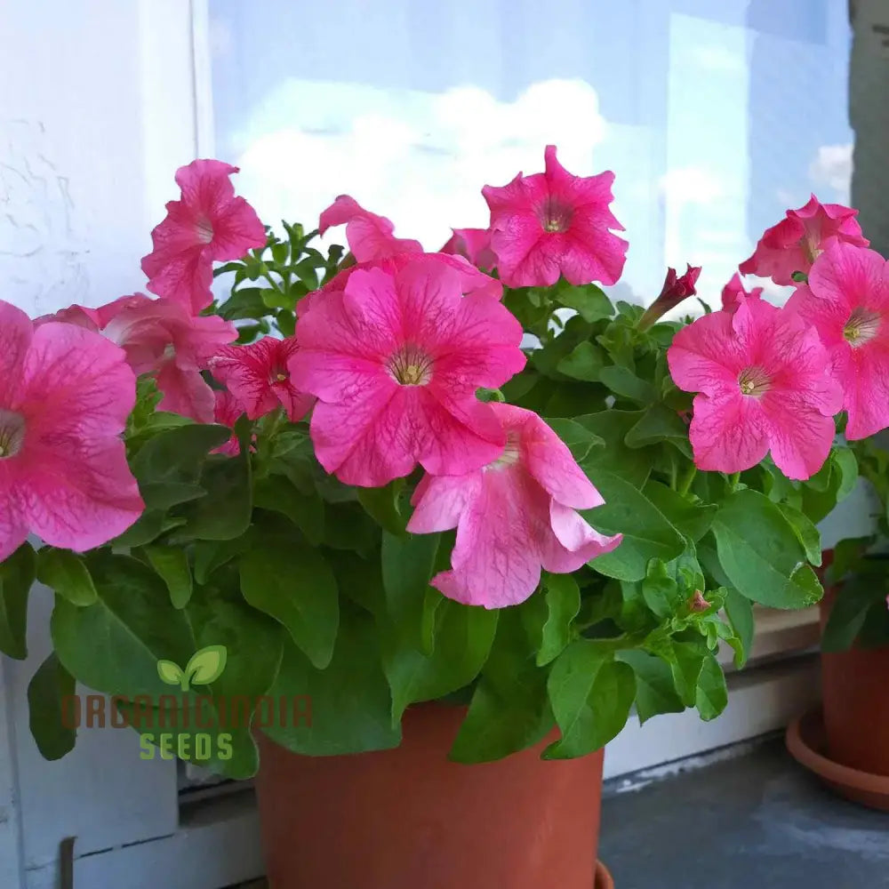 Petunia Double Madness Series Flower Seeds Lush Garden Blooms Easy-To-Grow Annual Flowers Annuals