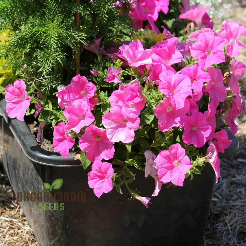 Petunia Double Madness Series Flower Seeds Lush Garden Blooms Easy-To-Grow Annual Flowers Annuals