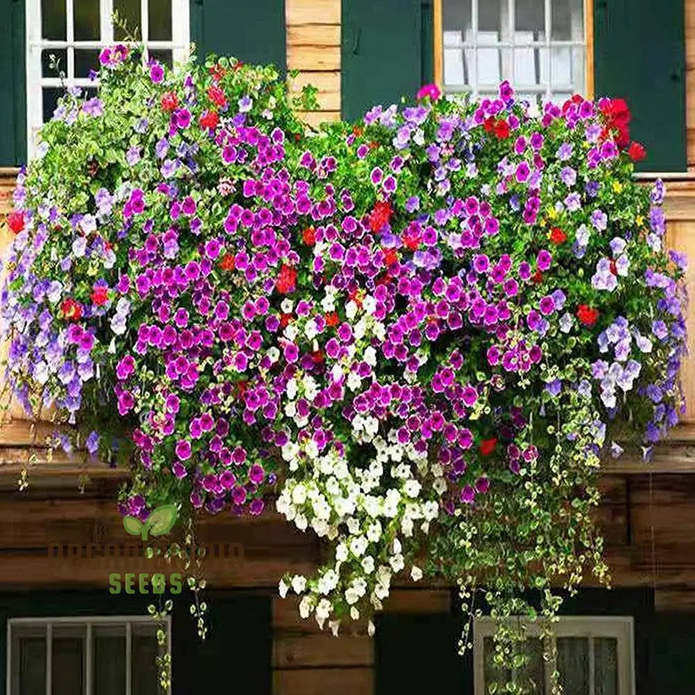 Petunia Europe Unici Blue Seeds Planting 100 Pcs Flower Seeds