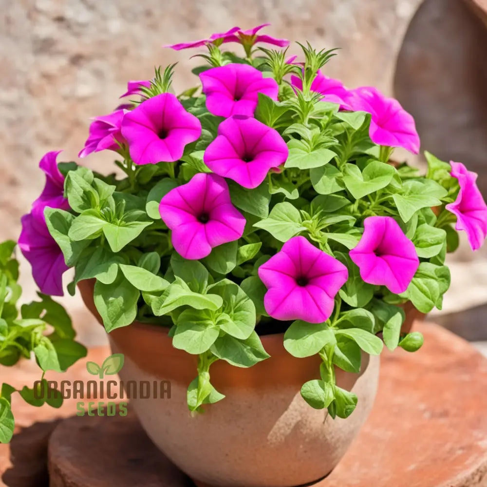 Petunia Flower Seeds Colorful Garden Blooms Annual Annuals