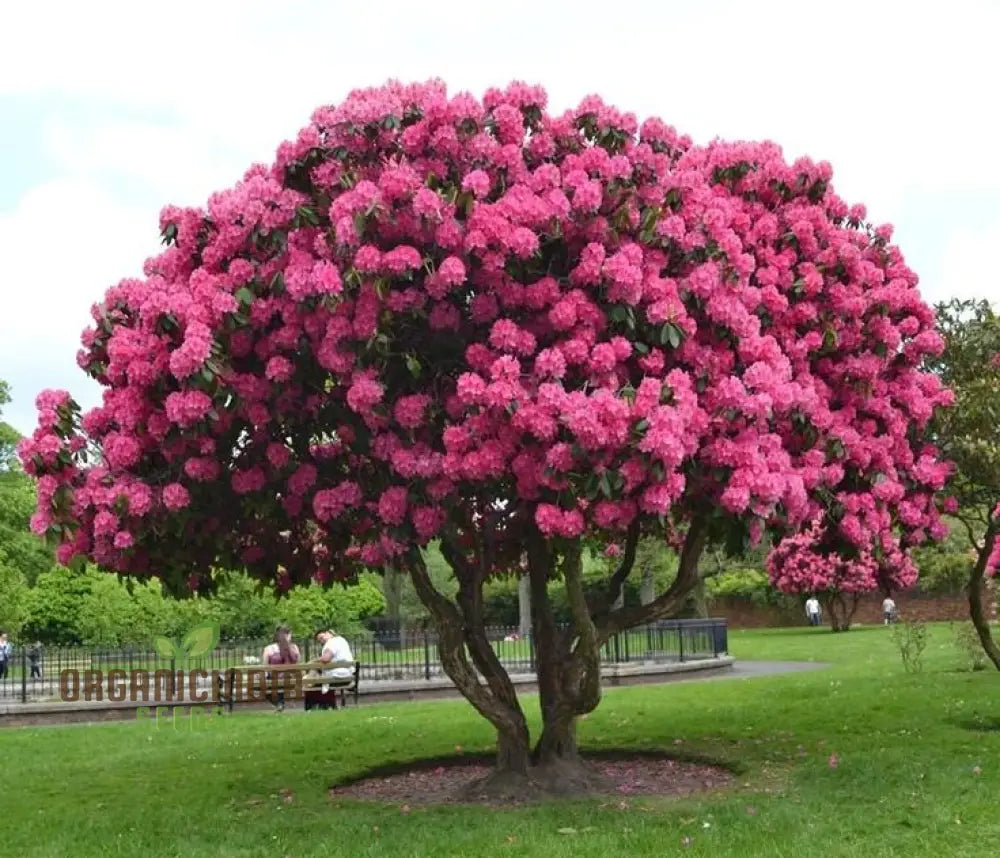 Petunia Flower Seeds For Planting - 100 Pcs Seeds