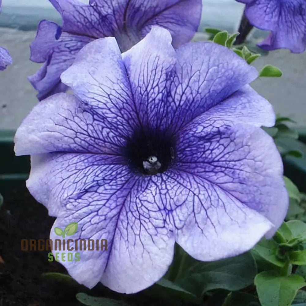 Petunia Grandiflora Purple Flower Seeds - Bold And Beautiful Blooms For Your Garden