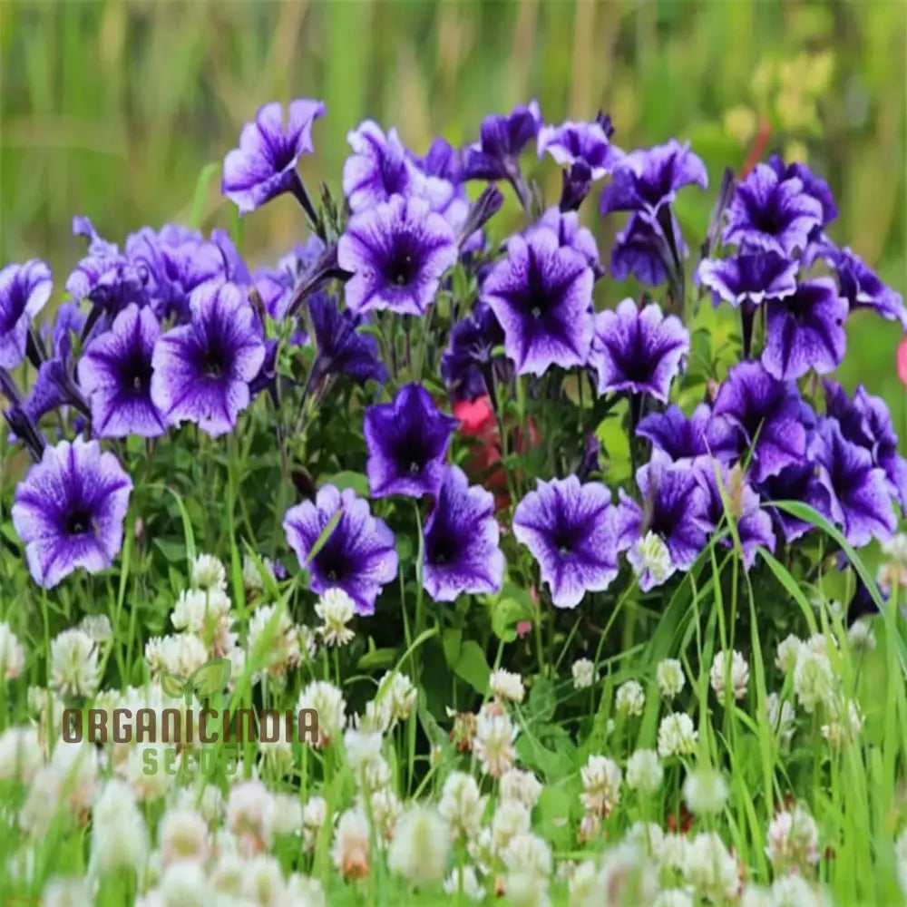 Petunia Grandiflora Purple Flower Seeds - Bold And Beautiful Blooms For Your Garden