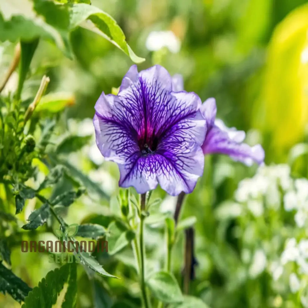 Petunia Grandiflora Purple Flower Seeds - Bold And Beautiful Blooms For Your Garden