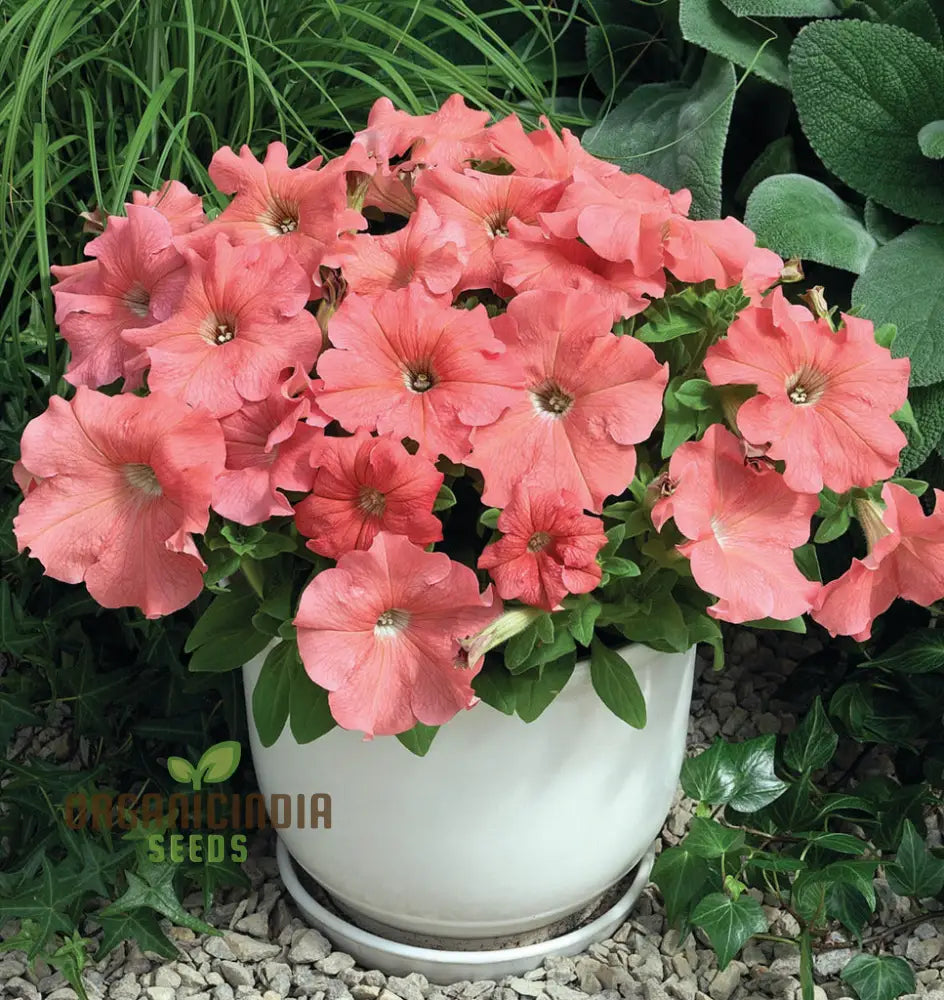 Petunia Hybrida Salmon Shades Velvet F1 Seeds - Grow Stunning Petunias In Your Garden