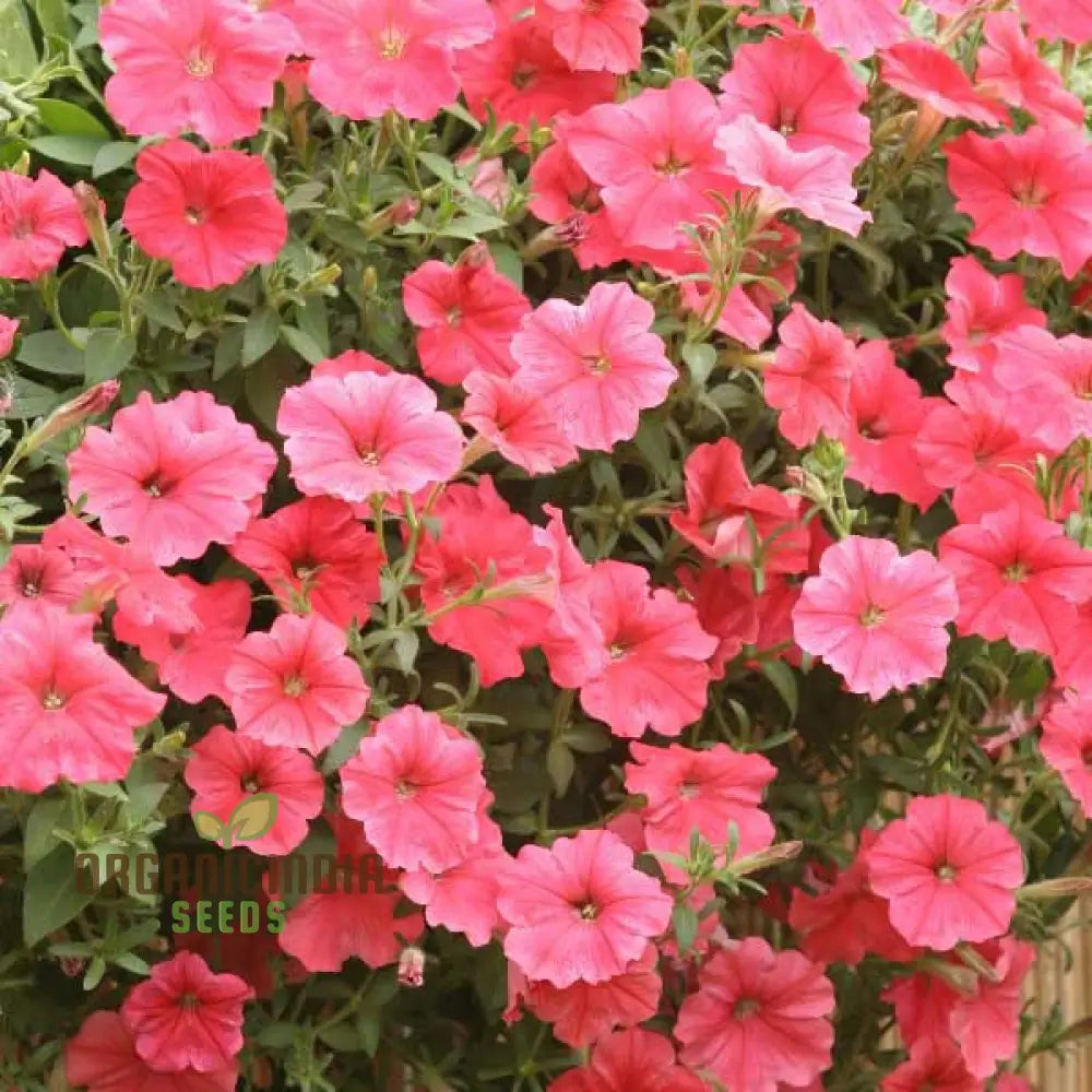 Petunia Hybrida Salmon Shades Velvet F1 Seeds - Grow Stunning Petunias In Your Garden