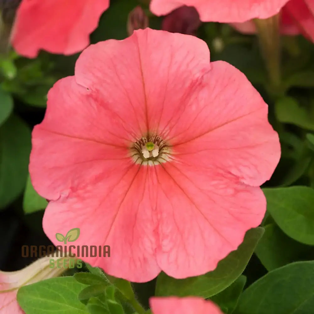 Petunia Hybrida Salmon Shades Velvet F1 Seeds - Grow Stunning Petunias In Your Garden