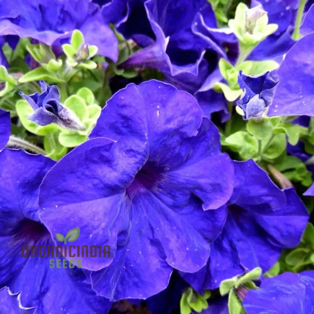 Petunia Merlin Series Blue F1 Seeds - Grow Beautiful Petunias For Your Garden