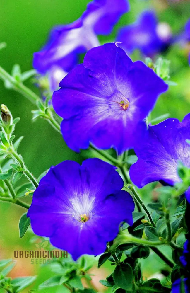 Petunia Merlin Series Blue F1 Seeds - Grow Beautiful Petunias For Your Garden