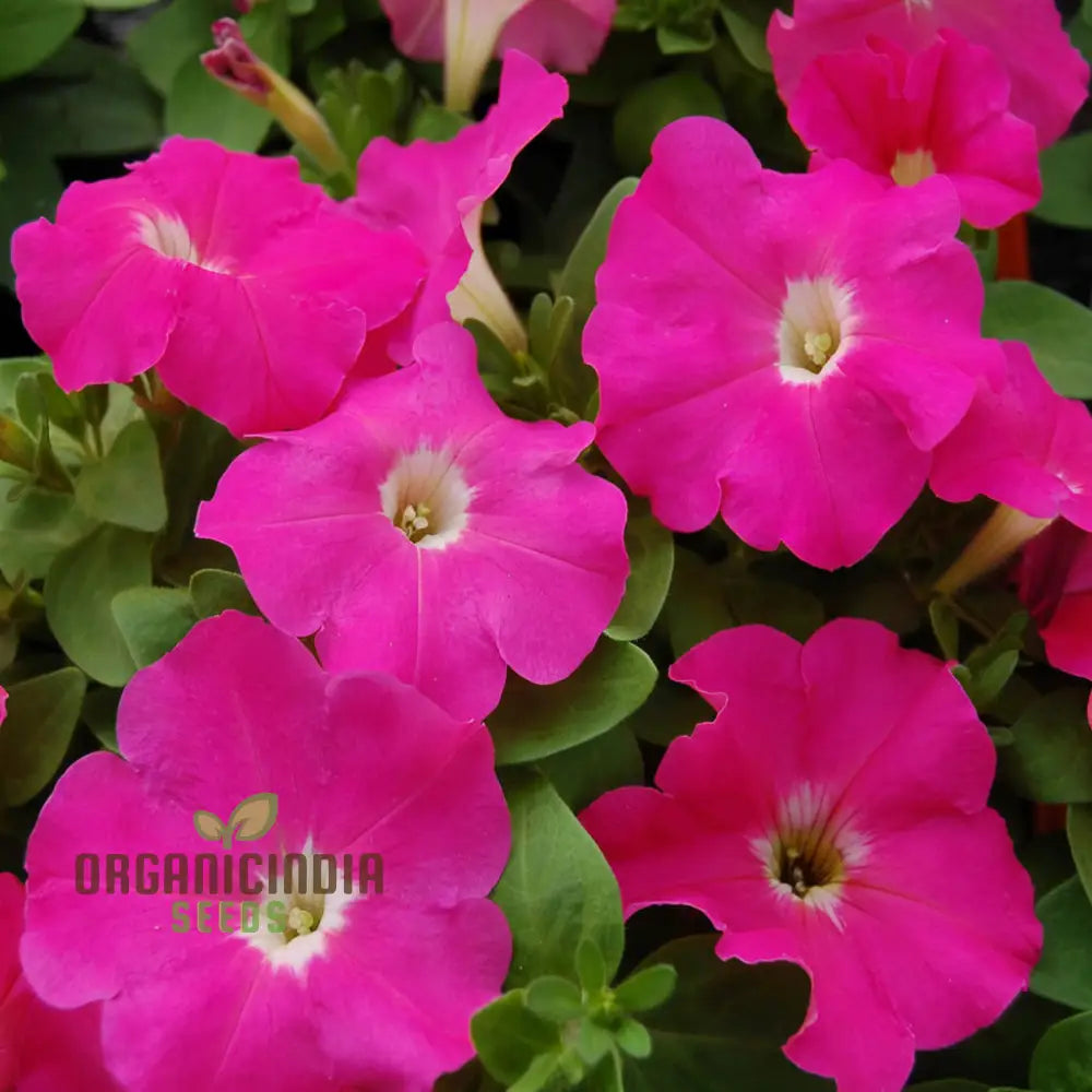 Petunia Merlin Series Cherry Rose Seeds â€“ Elevate Your Gardening Experience With Spectacular