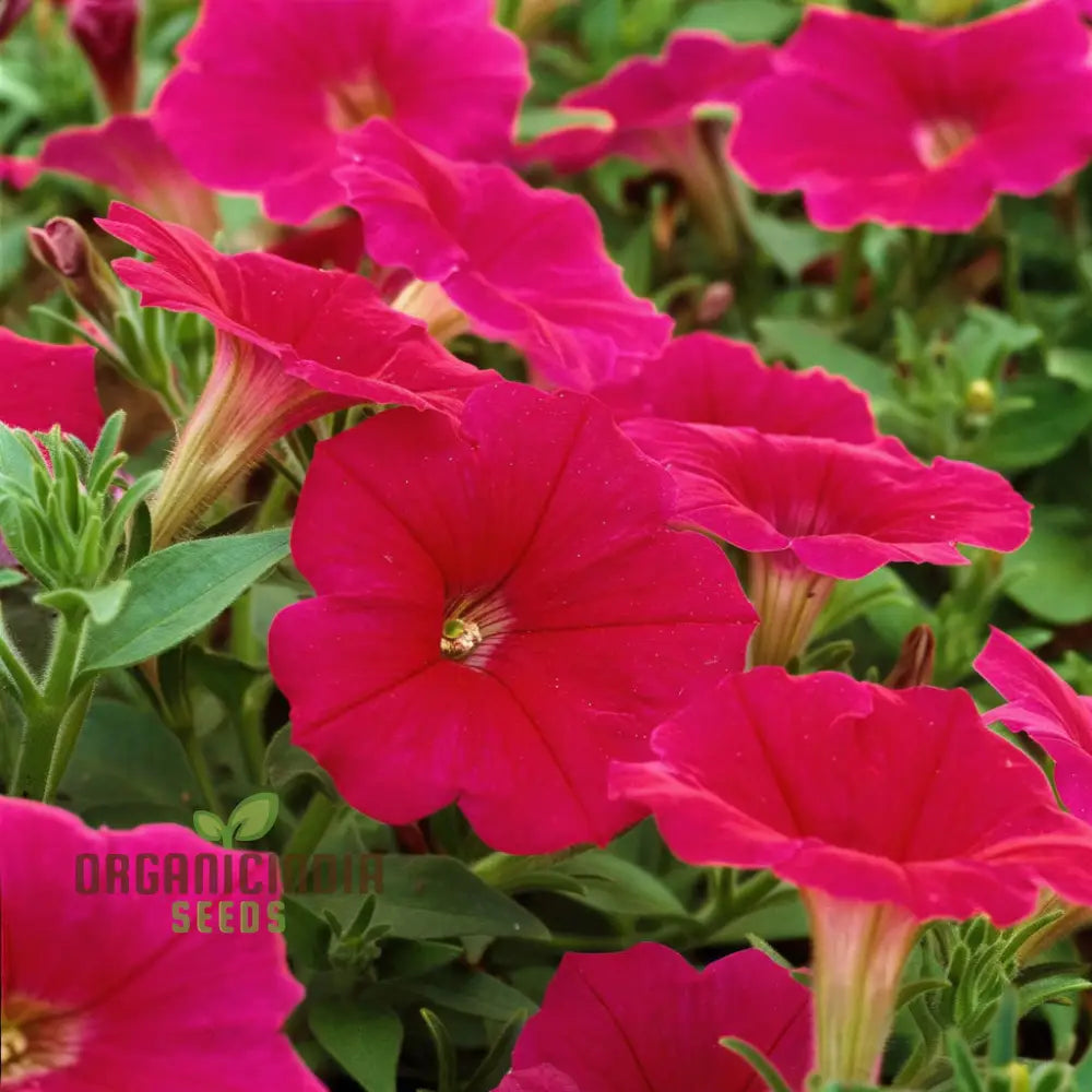 Petunia Merlin Series Cherry Rose Seeds – Elevate Your Gardening Experience With Spectacular