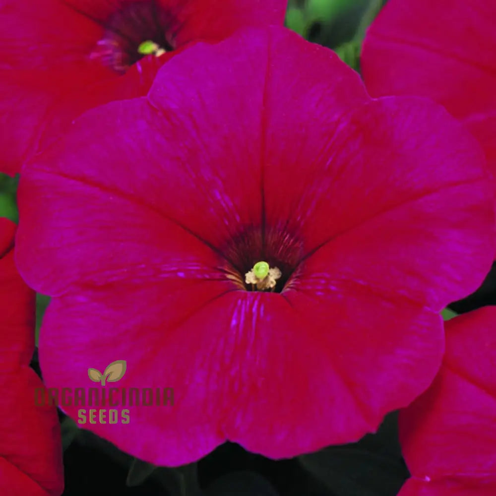 Petunia Merlin Series Cherry Rose Seeds â€“ Elevate Your Gardening Experience With Spectacular