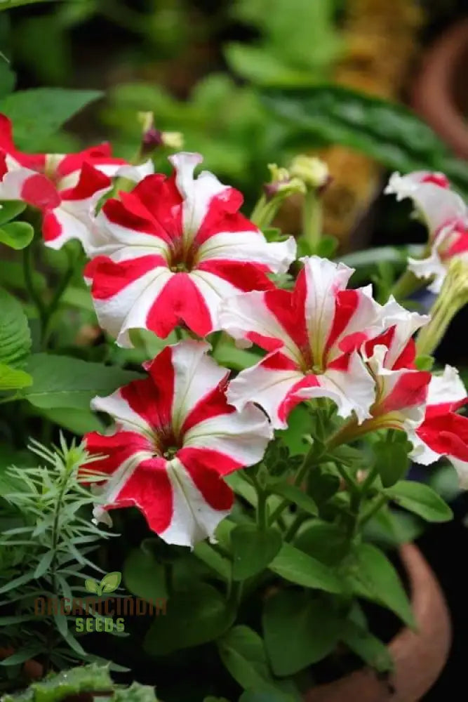 Petunia - Red & White Star Seeds – Elevate Your Gardening Experience With Striking Star-Shaped