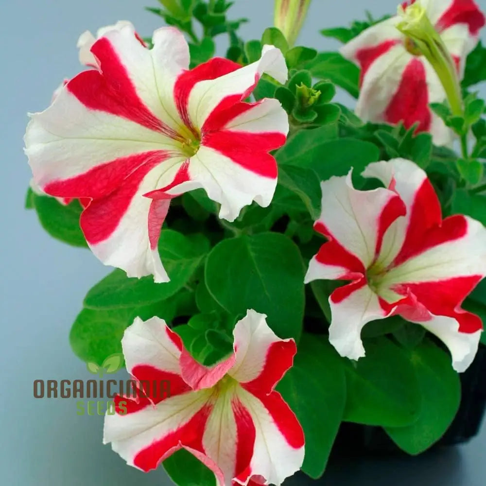 Petunia - Red & White Star Seeds – Elevate Your Gardening Experience With Striking Star-Shaped