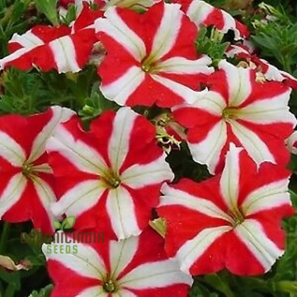 Petunia - Red & White Star Seeds – Elevate Your Gardening Experience With Striking Star-Shaped