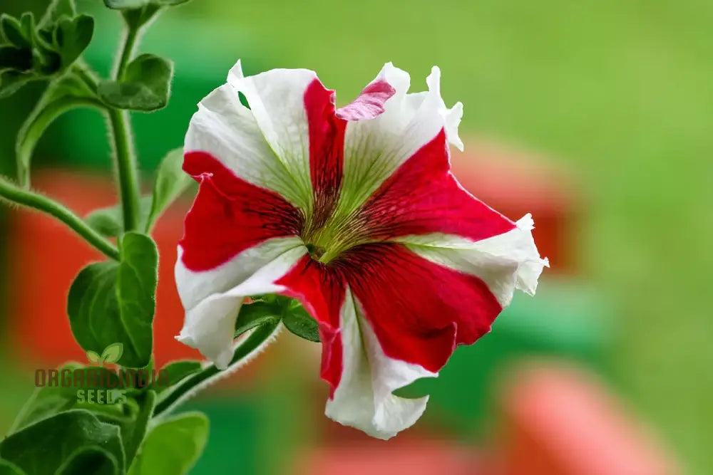 Petunia - Red & White Star Seeds – Elevate Your Gardening Experience With Striking Star-Shaped