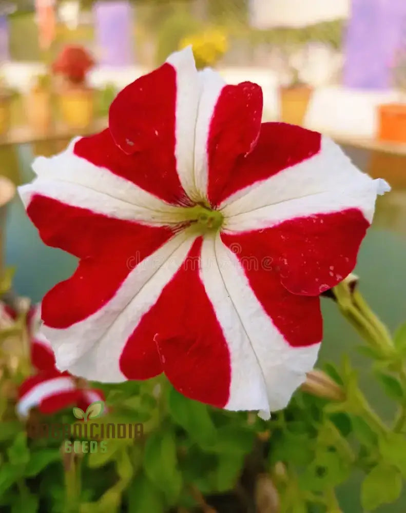 Petunia - Red & White Star Seeds – Elevate Your Gardening Experience With Striking Star-Shaped