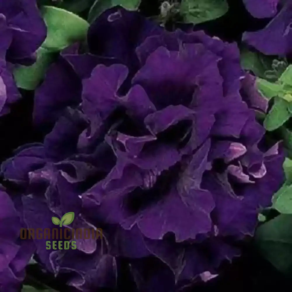 ’Petunia Seeds Double Cascade Blue Planting 100 Pcs’ Plant