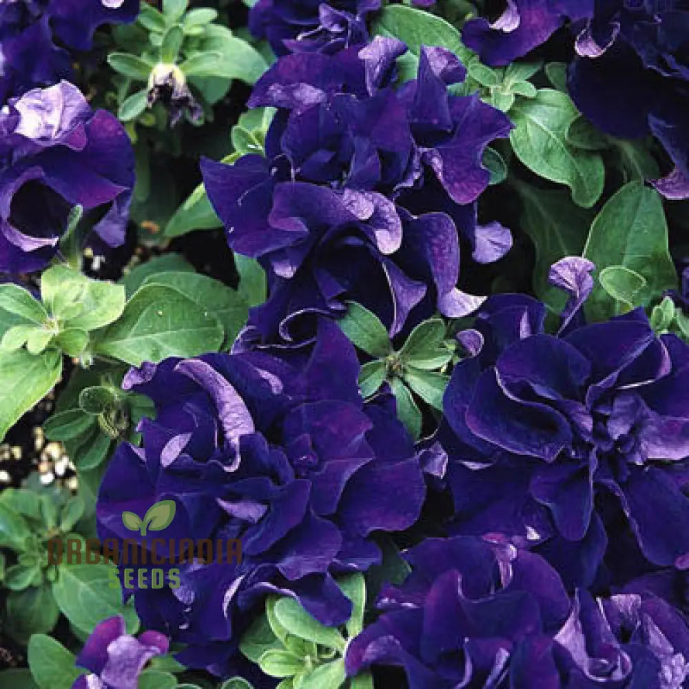 ’Petunia Seeds Double Cascade Blue Planting 100 Pcs’ Plant