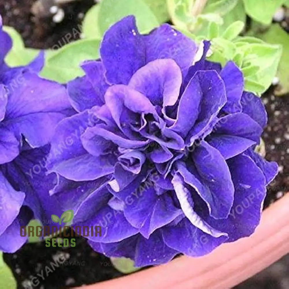 ’Petunia Seeds Double Cascade Blue Planting 100 Pcs’ Plant