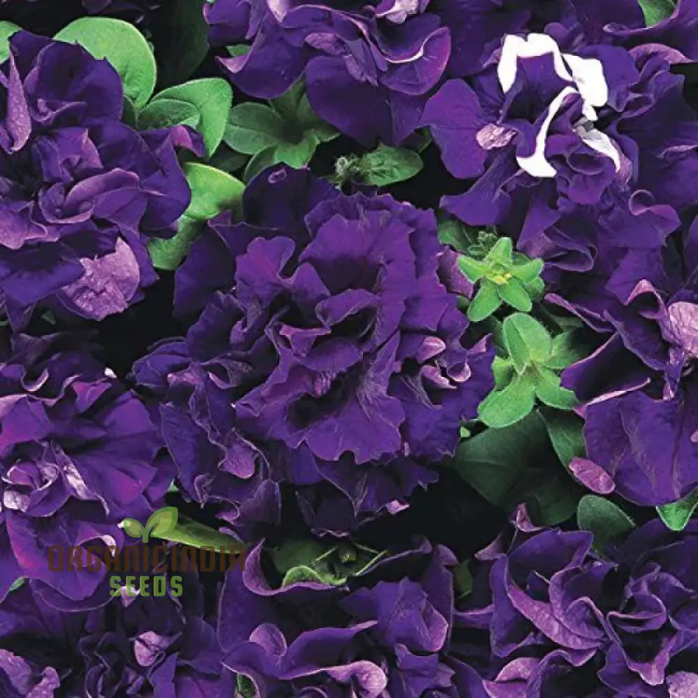 ’Petunia Seeds Double Cascade Blue Planting 100 Pcs’ Plant