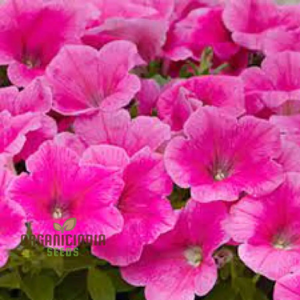 Petunia Supercascade Pink Seeds For Gardening - Premium Quality High Germination Beautiful Blooms