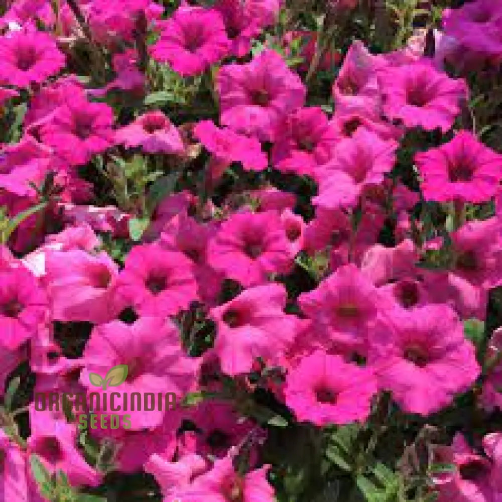 Petunia Supercascade Pink Seeds For Gardening - Premium Quality High Germination Beautiful Blooms