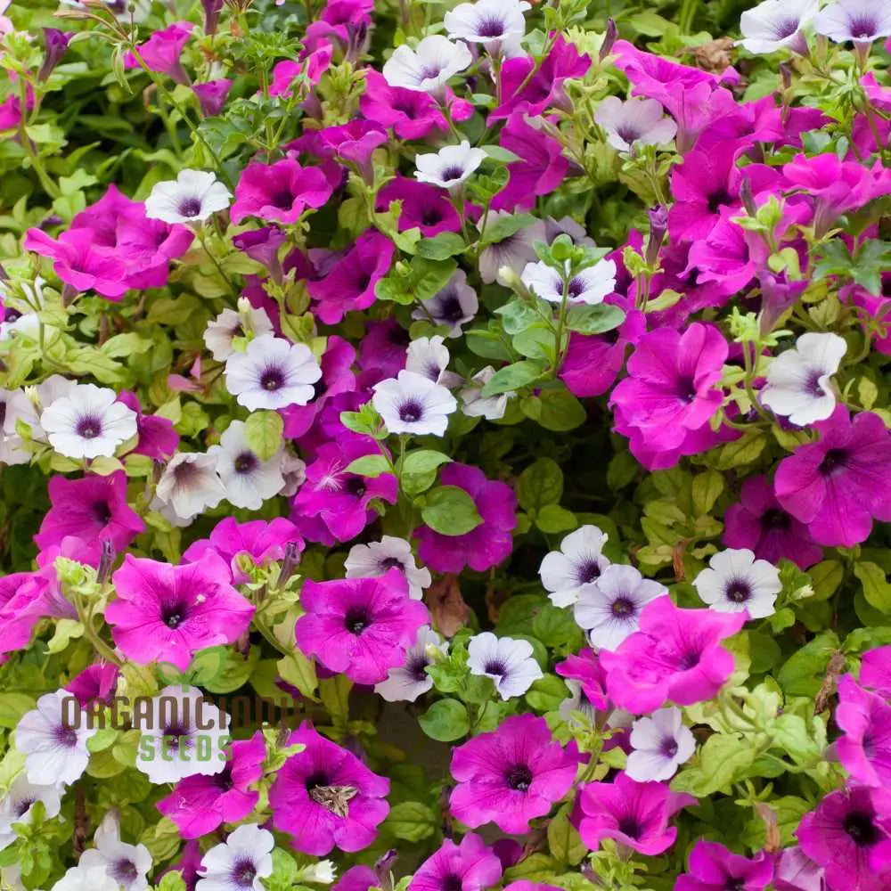 Petunia Supercascade Pink Seeds For Gardening - Premium Quality High Germination Beautiful Blooms