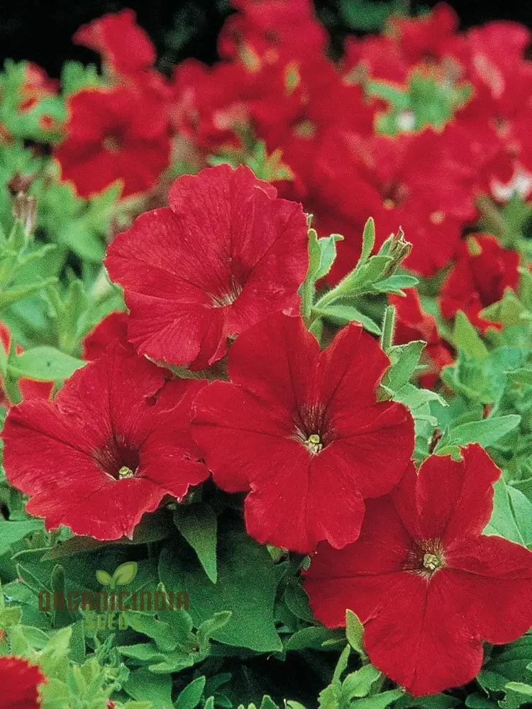 Petunia Supercascade Red Seeds For Gardening Enthusiasts | Vibrant Flowers Hanging Baskets And