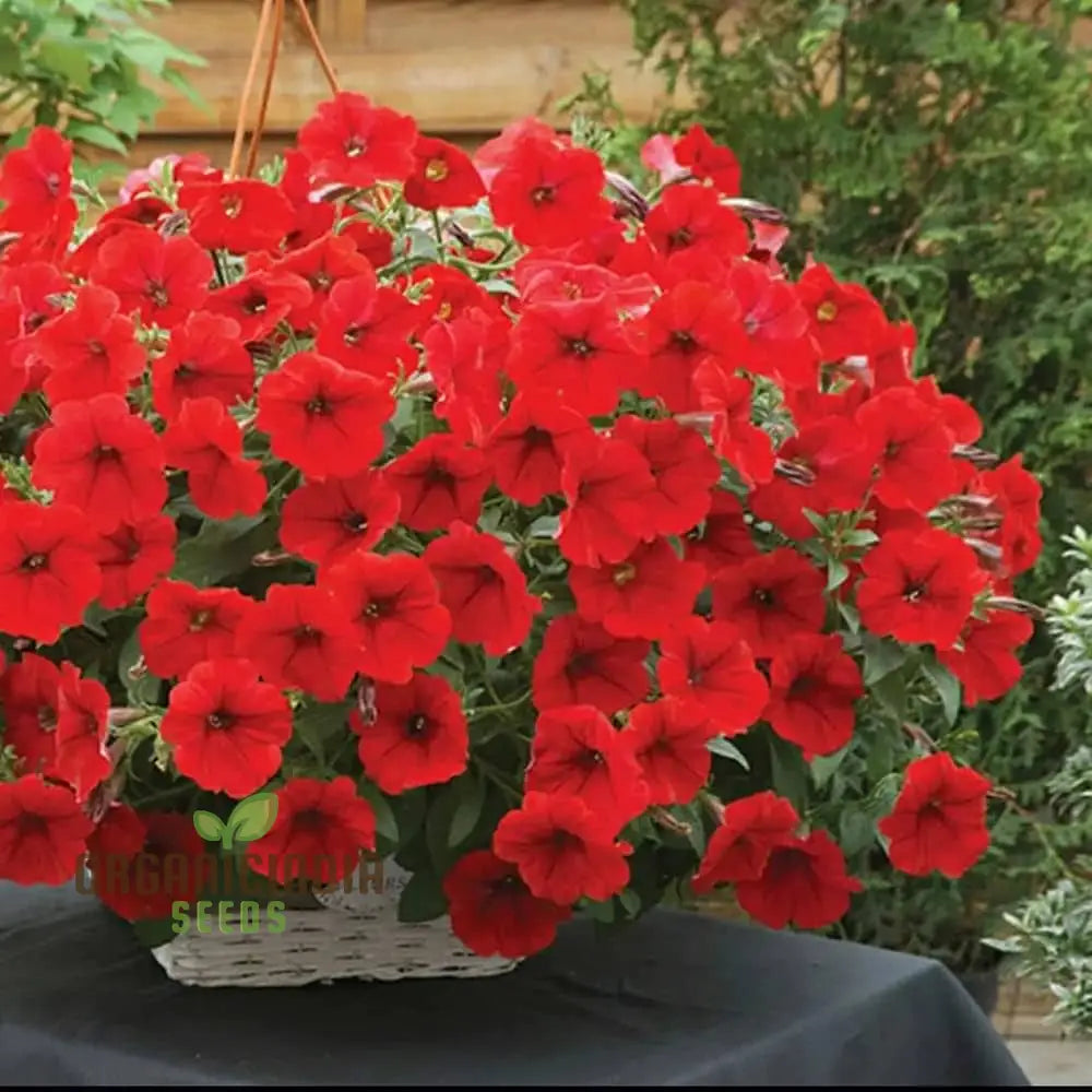 Petunia Supercascade Red Seeds For Gardening Enthusiasts | Vibrant Flowers Hanging Baskets And