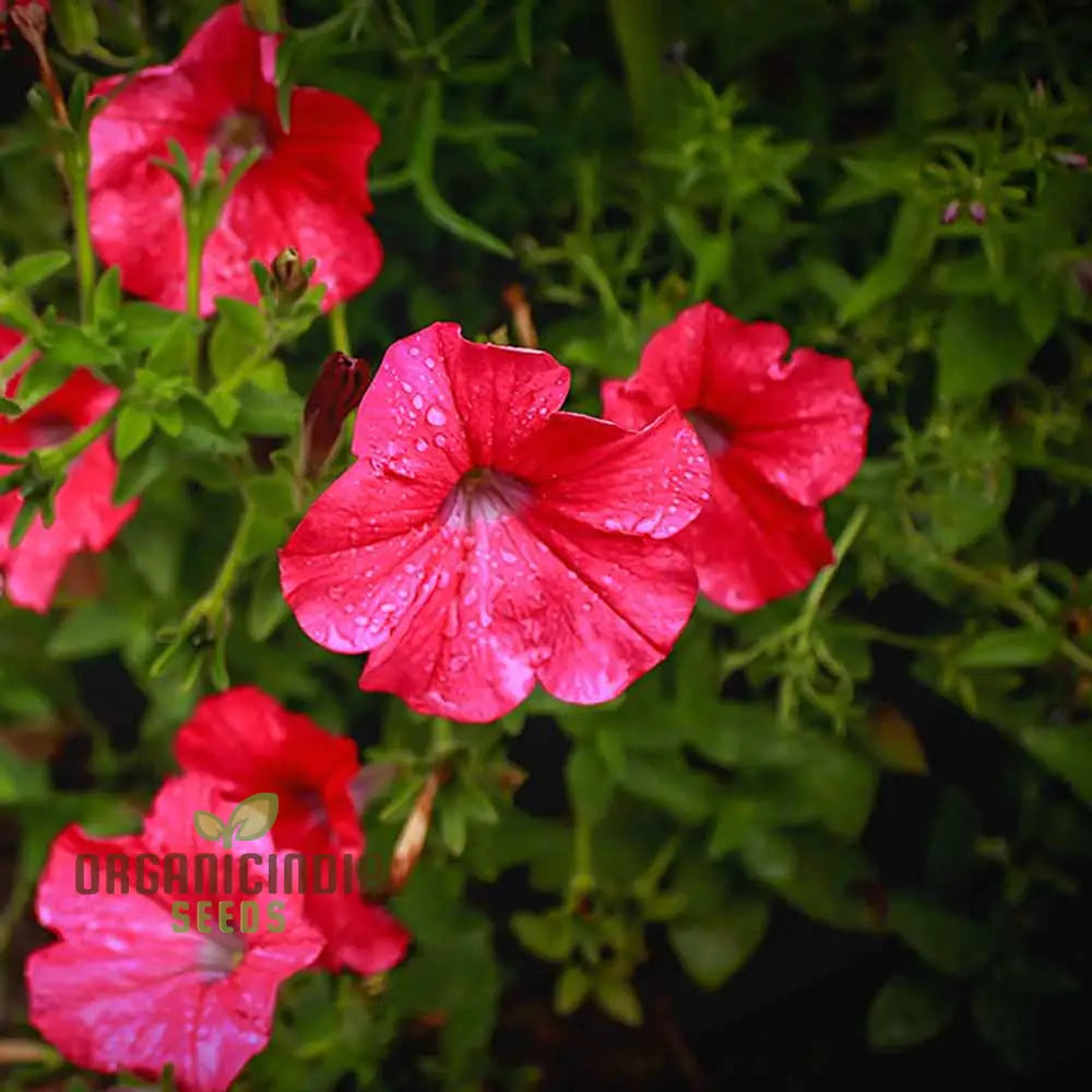 Petunia Supercascade Red Seeds For Gardening Enthusiasts | Vibrant Flowers Hanging Baskets And