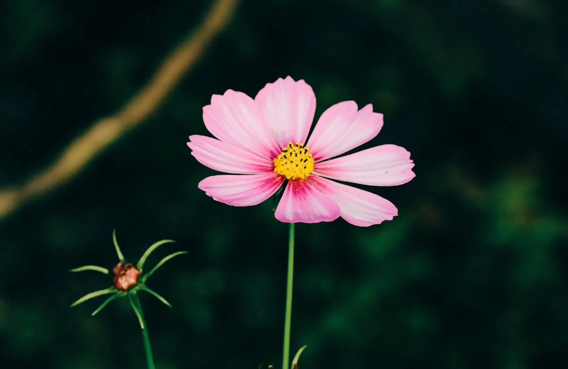 Soft Pink Cosmos Flower Seeds , Delicate & Charming Garden Blooms