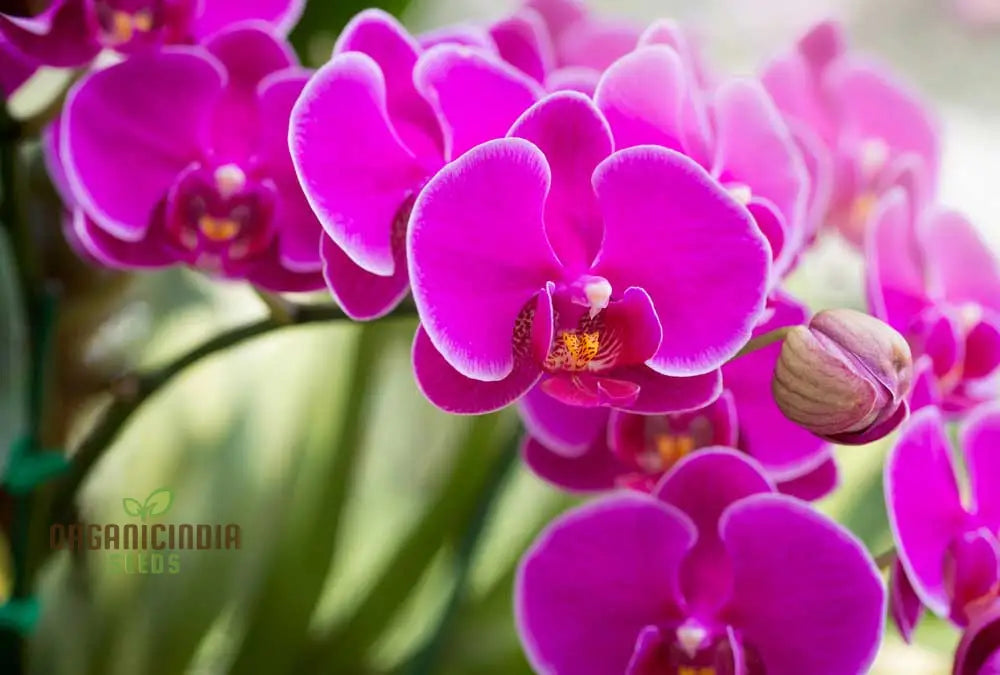 Phalaenopsis Orchid Flower Seeds For Planting Premium Beautiful Indoor And Outdoor Blooms Easy To