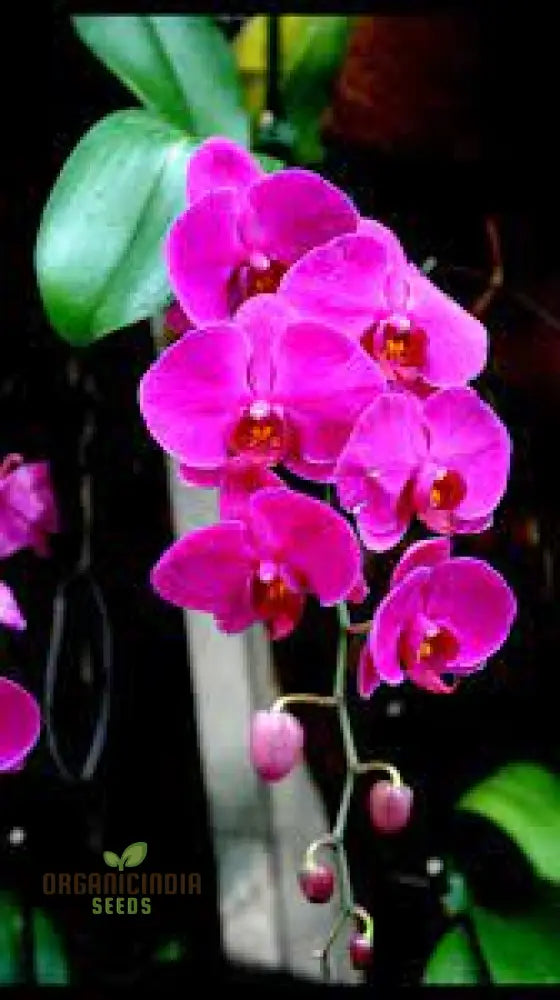 Phalaenopsis Orchid Flower Seeds For Planting Premium Beautiful Indoor And Outdoor Blooms Easy To