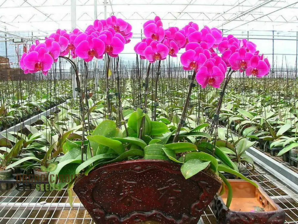 Phalaenopsis Orchid Flower Seeds For Planting Premium Beautiful Indoor And Outdoor Blooms Easy To