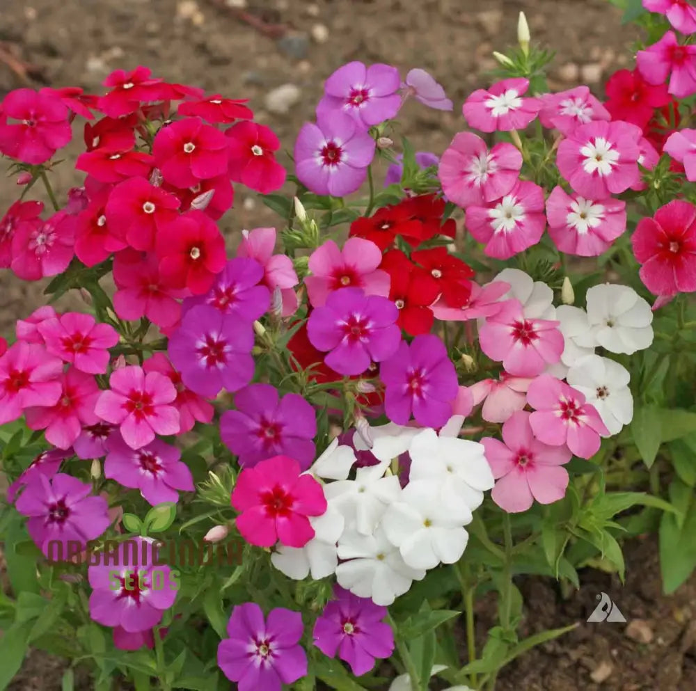 Phlox Beauty Dwarf Mix Seeds For Vibrant Garden Planting - Perfect All Gardeners