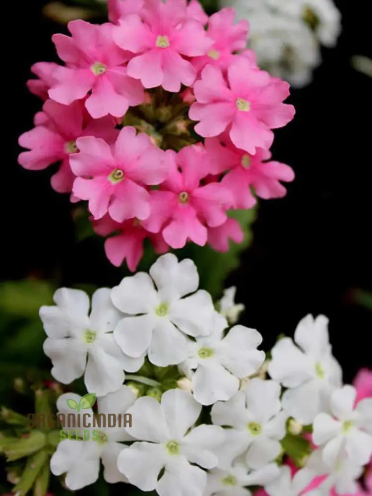 Phlox Beauty Dwarf Mix Seeds For Vibrant Garden Planting - Perfect All Gardeners