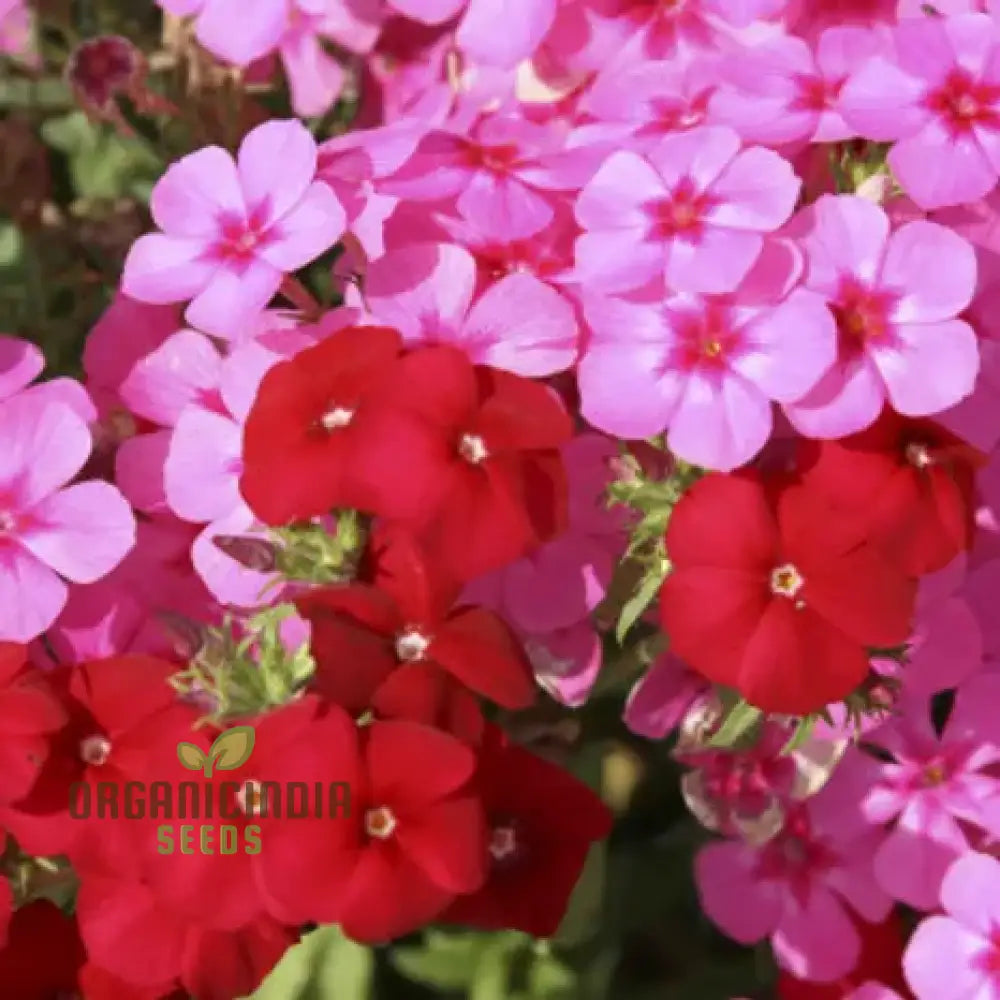 Phlox Beauty Dwarf Mix Seeds For Vibrant Garden Planting - Perfect All Gardeners